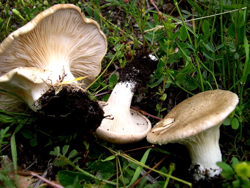 Pleurotus eryngii (Cardunceddhu)